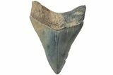 Serrated, Fossil Megalodon Tooth - South Carolina #234517-1